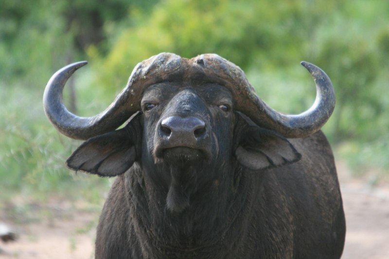 Buffalo Buffalo Buffalo Buffalo Buffalo Buffalo