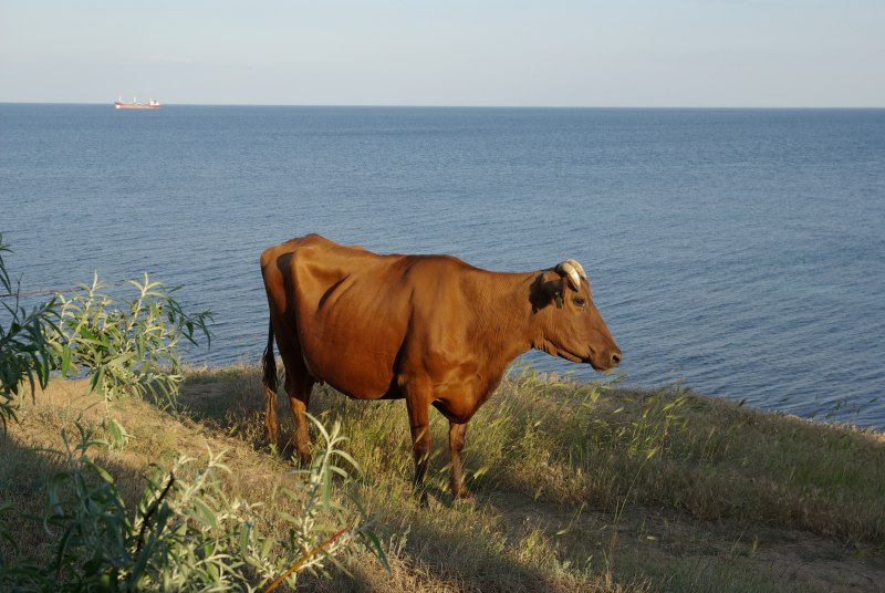 Бык из воды