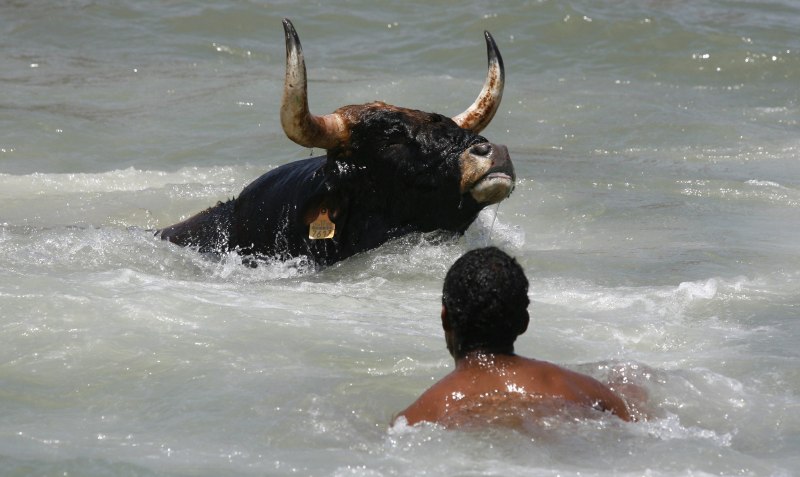 Водяная корова