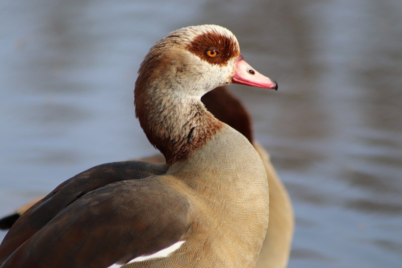 Nilgans