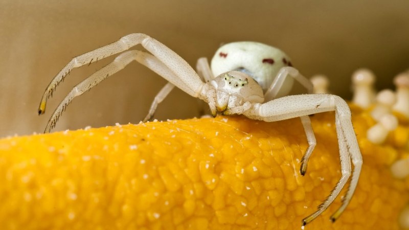 Misumena vatia - Мизумена косолапая