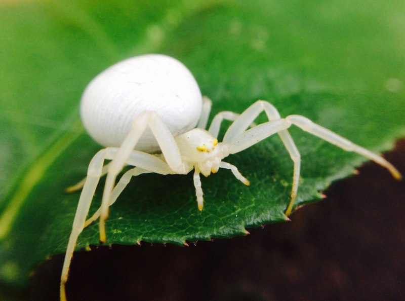 Белый паук (74 фото)