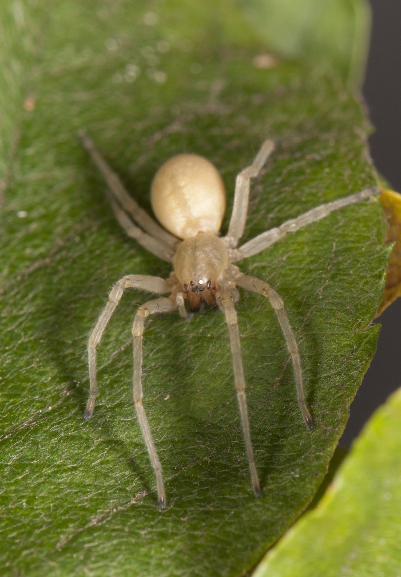 Misumena vatia паук