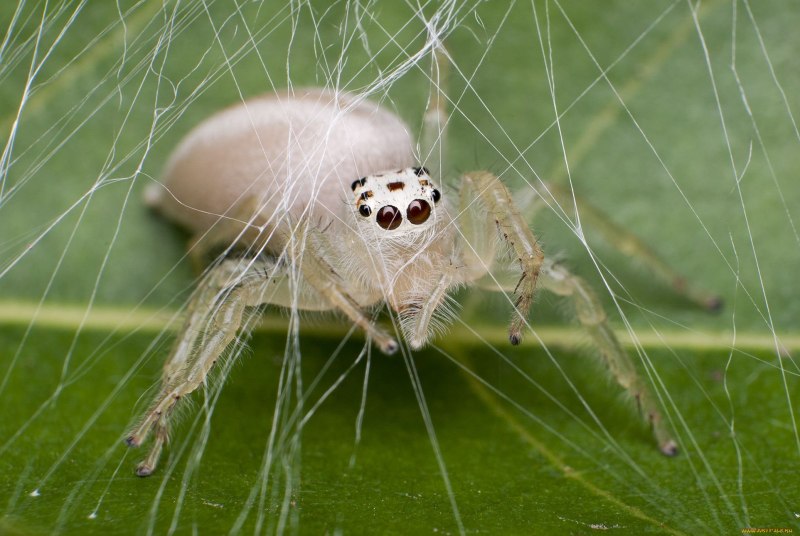 Misumena vatia паук