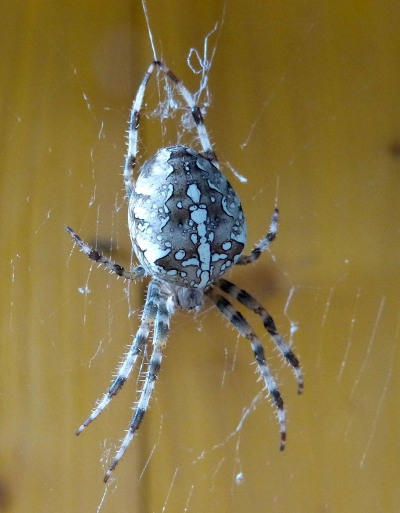 Цветочный паук Misumena vatia