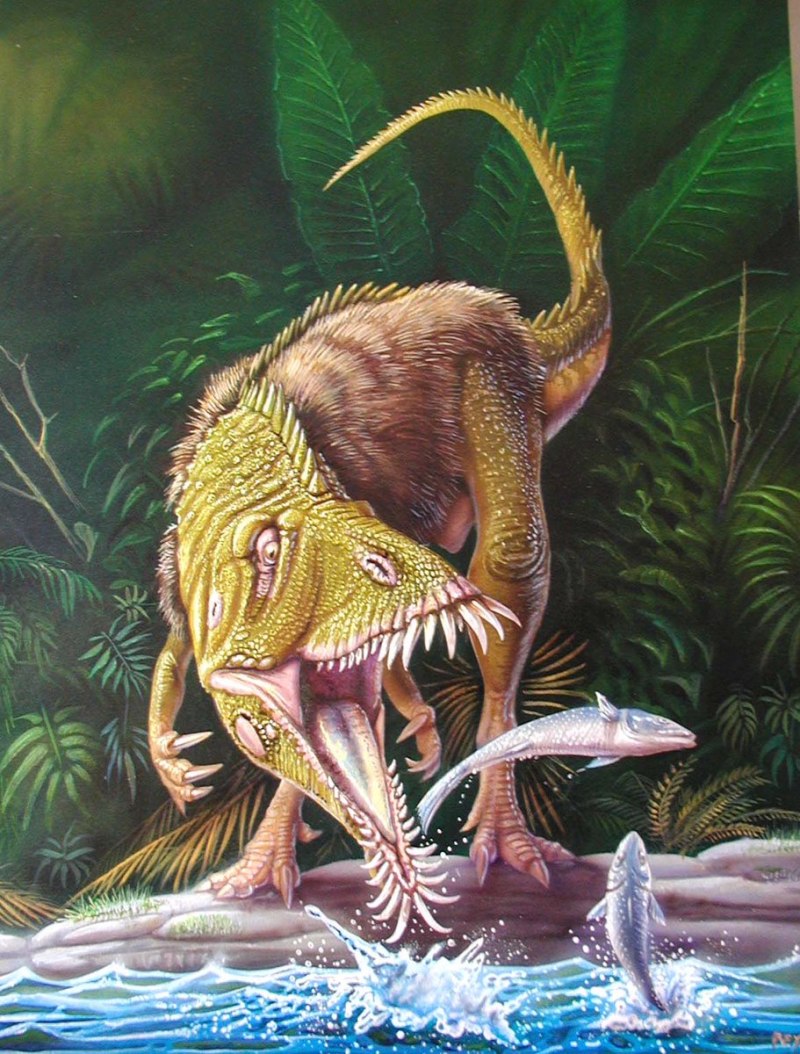 Velafrons coahuilensis