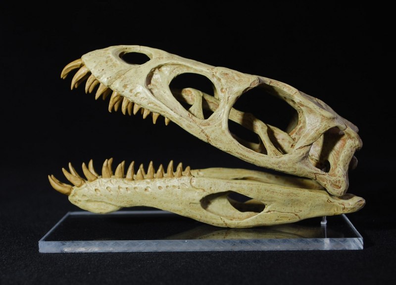 Masiakasaurus Skull