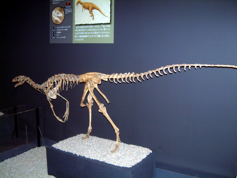 Masiakasaurus KNOPFLERI