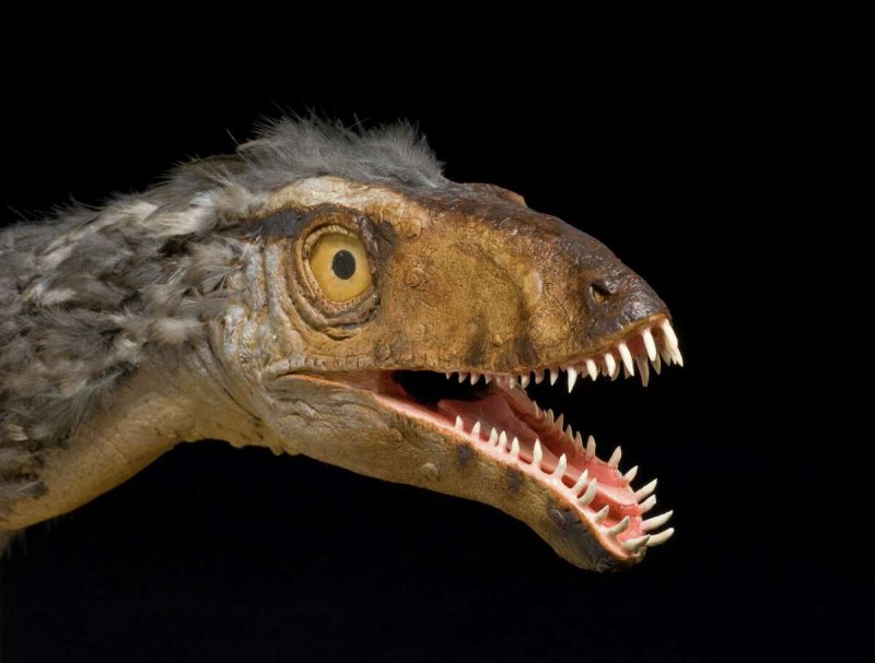 Masiakasaurus KNOPFLERI