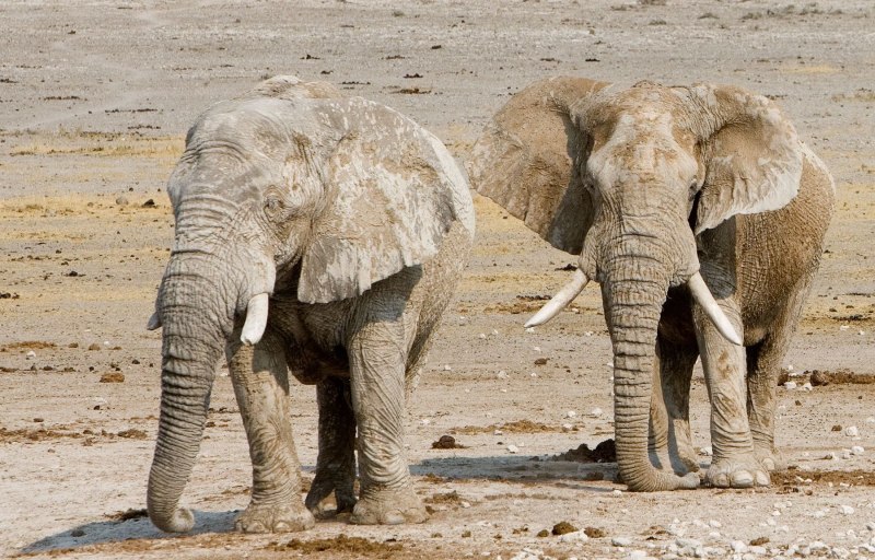 Jumbo Safari 2014