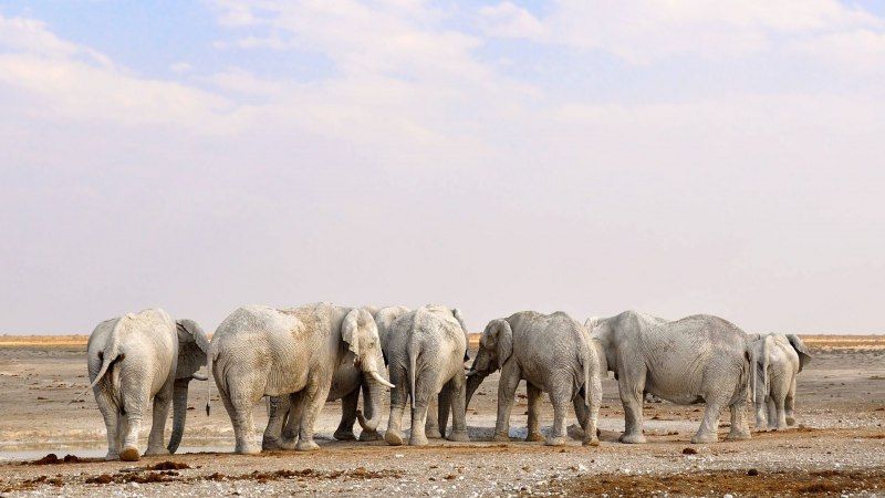 Elephants Roam
