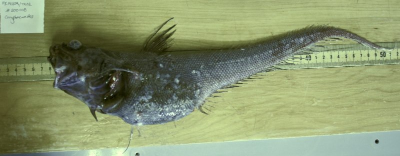 Рыба Адриатического моря с которой снимается вся кожа , длинная