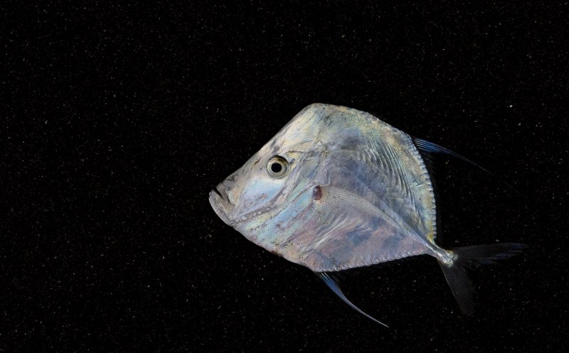 Hippoglossoides dubius