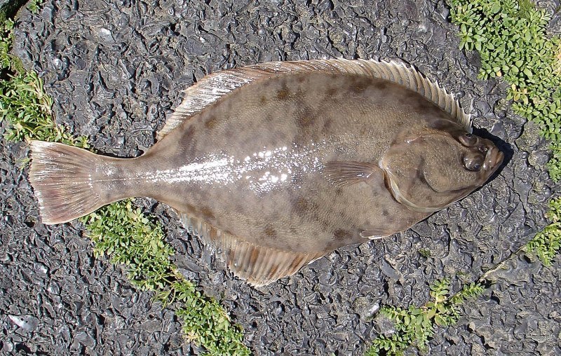 Glyptocephalus Cynoglossus