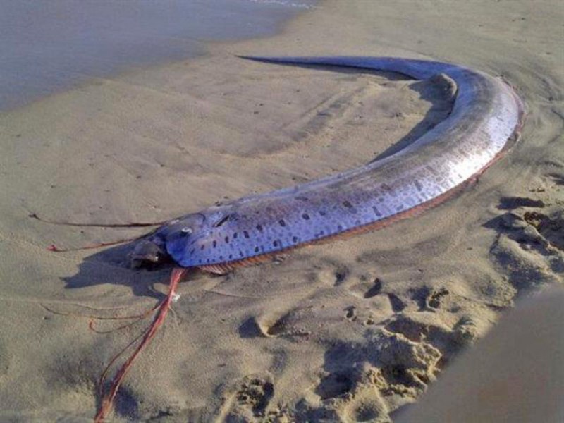 Рыбы красного моря мурена