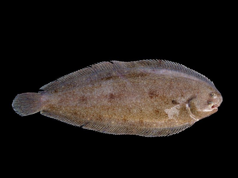 Морская камбала