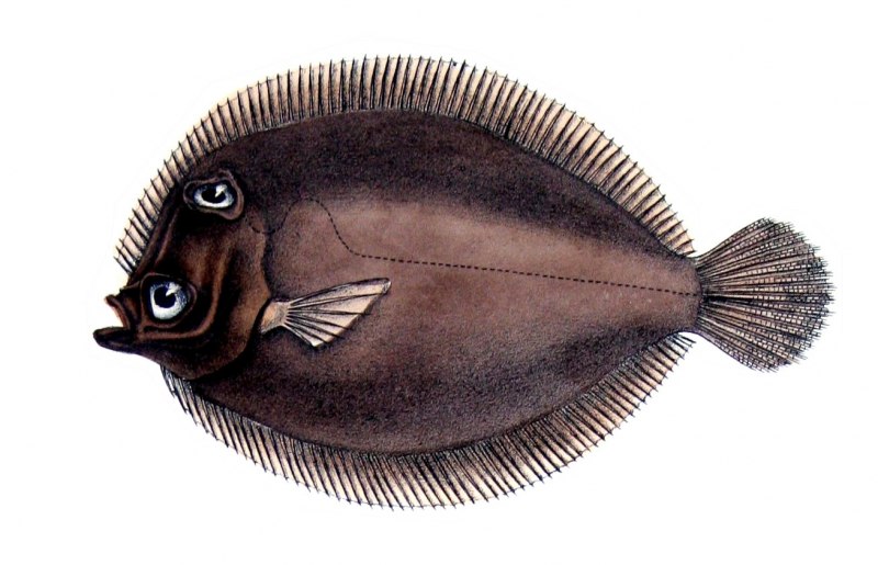 Камбала pleuronectes platessa