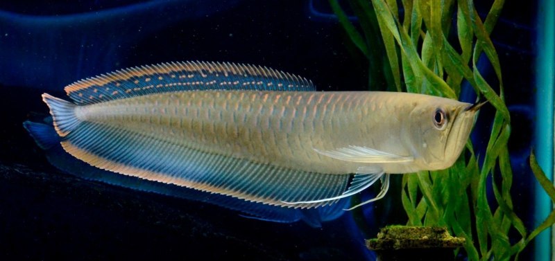 Веслонос (Psephurus Gladius)