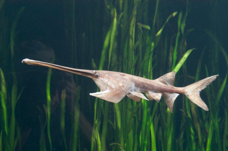 Glyptocephalus stelleri