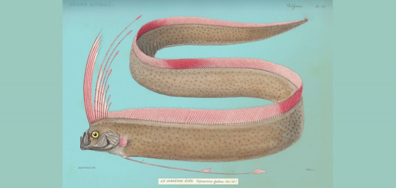 Морской кот Dasyatis pastinaca