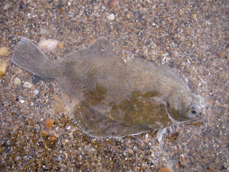 Морская рыба камбала