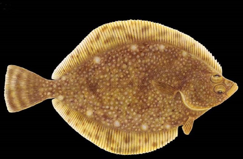 Мурена змея красного моря