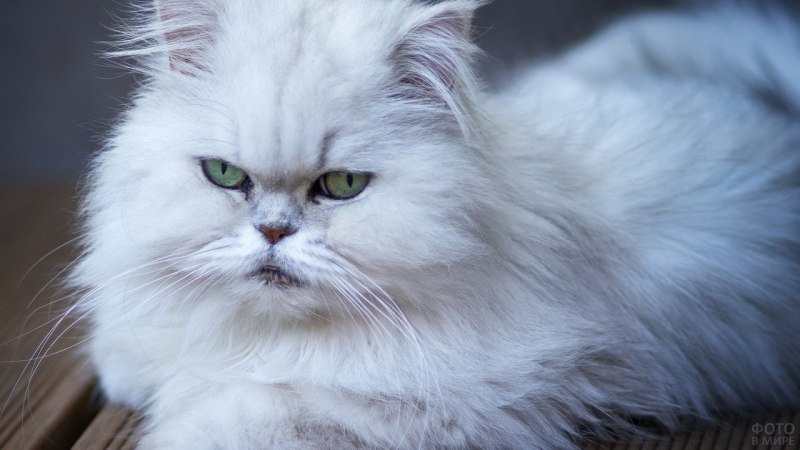 Белый персидский кот