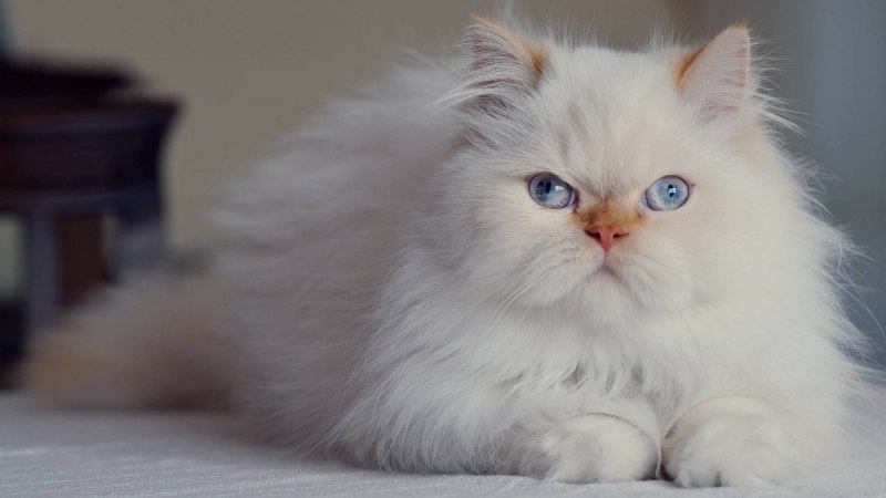 Персидская кошка