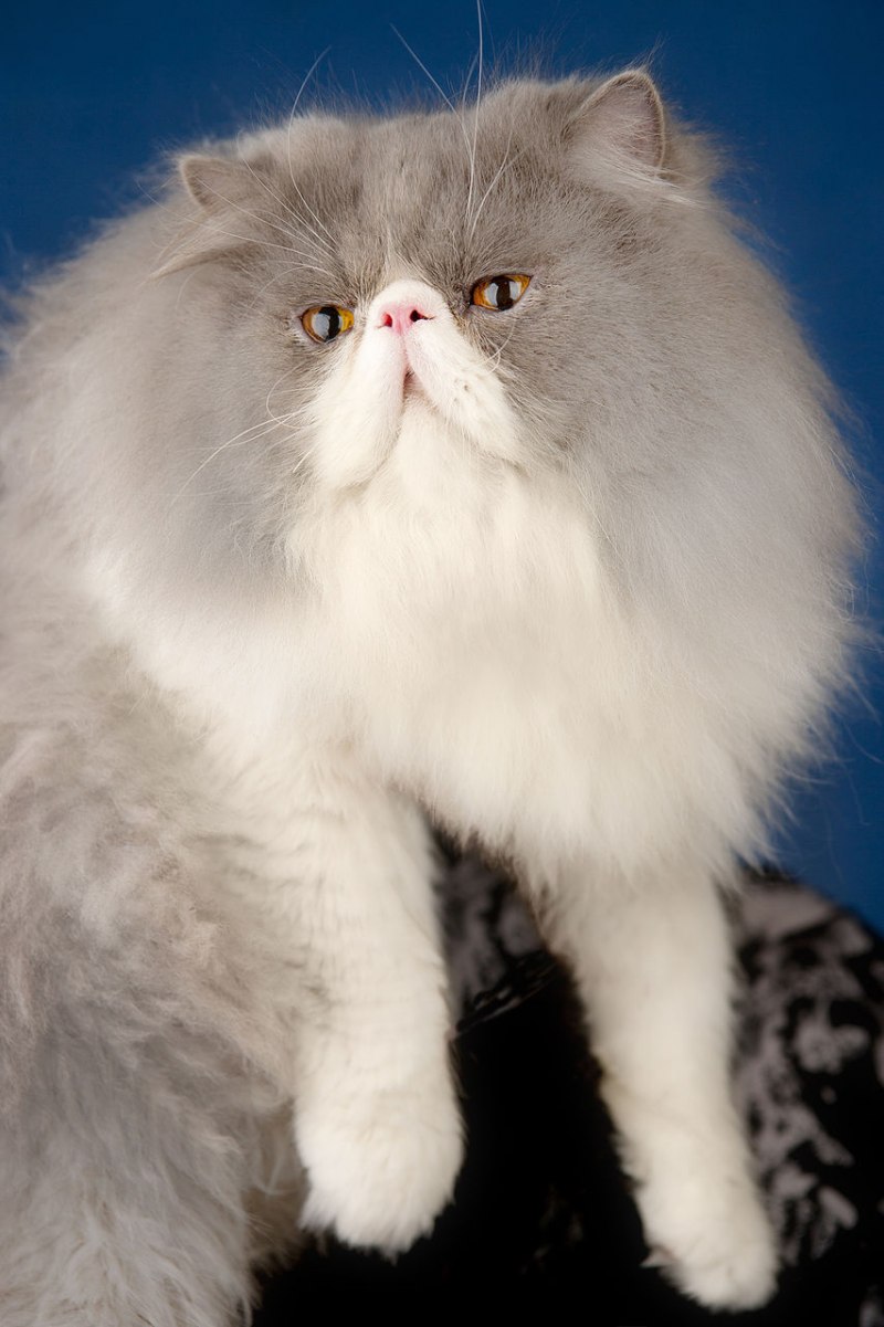 Персидская длинношерстная шиншилла