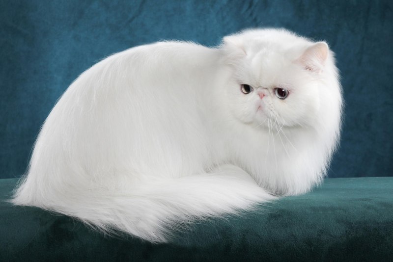 Экзот шиншилла длинношёрстная