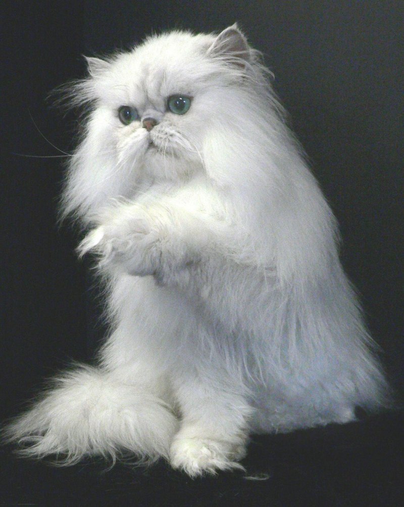Персидская кошка белая