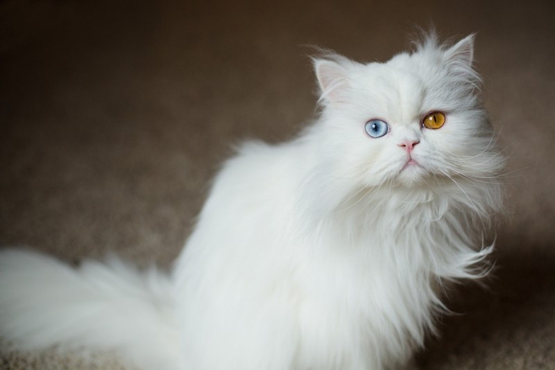 Персидская кошка альбинос