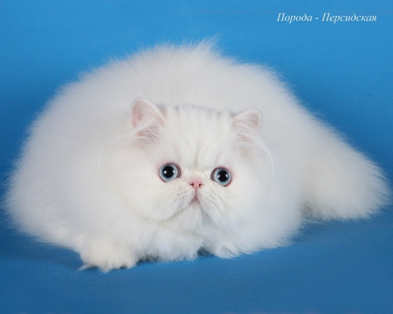 Персидские коты