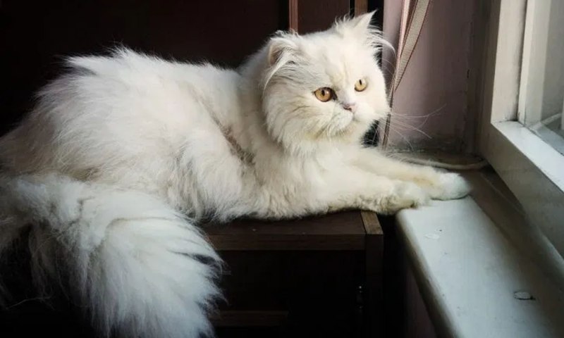 Персидская кошка
