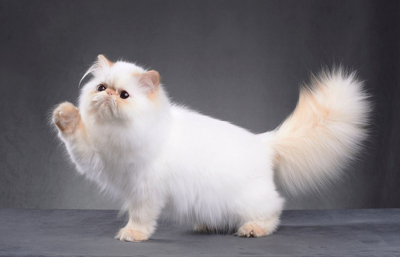 Персидская чайная кошка
