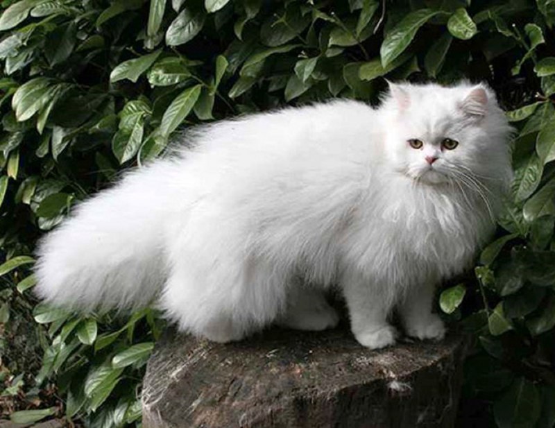 Кошки породы перс