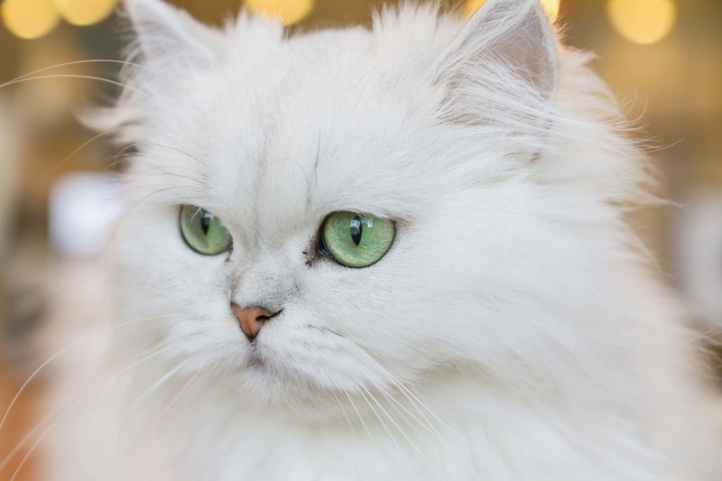 Персидская кошка белая