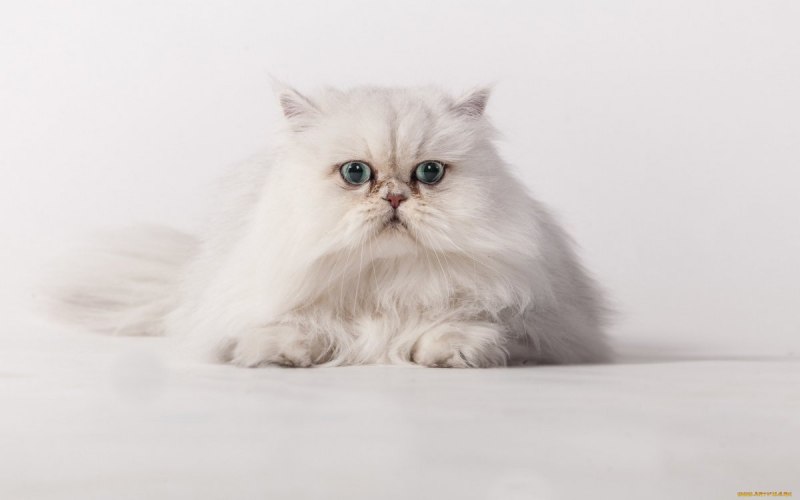 Белая Персидская кошка Королева