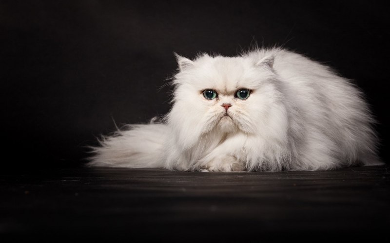 Персидская шиншилла