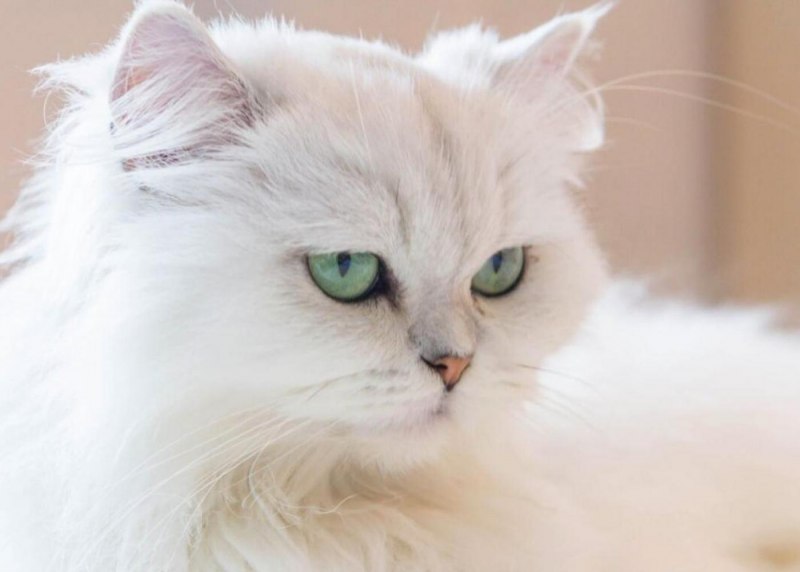 Персидская кошка