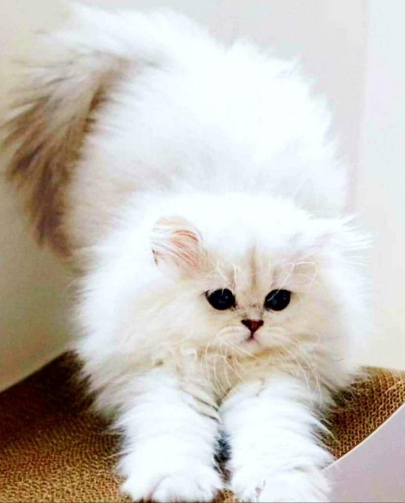 Белая Персидская шиншилла кошка