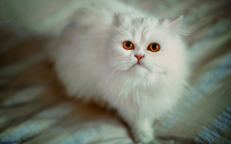 Персидский экзот длинношерстный
