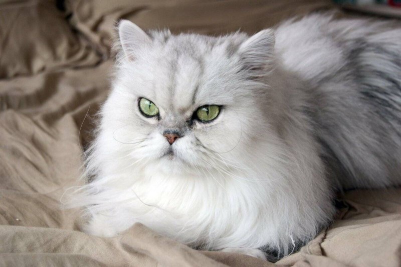 Белый персидский кот