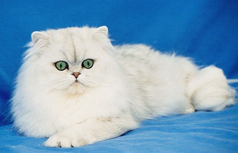 Персидский кот