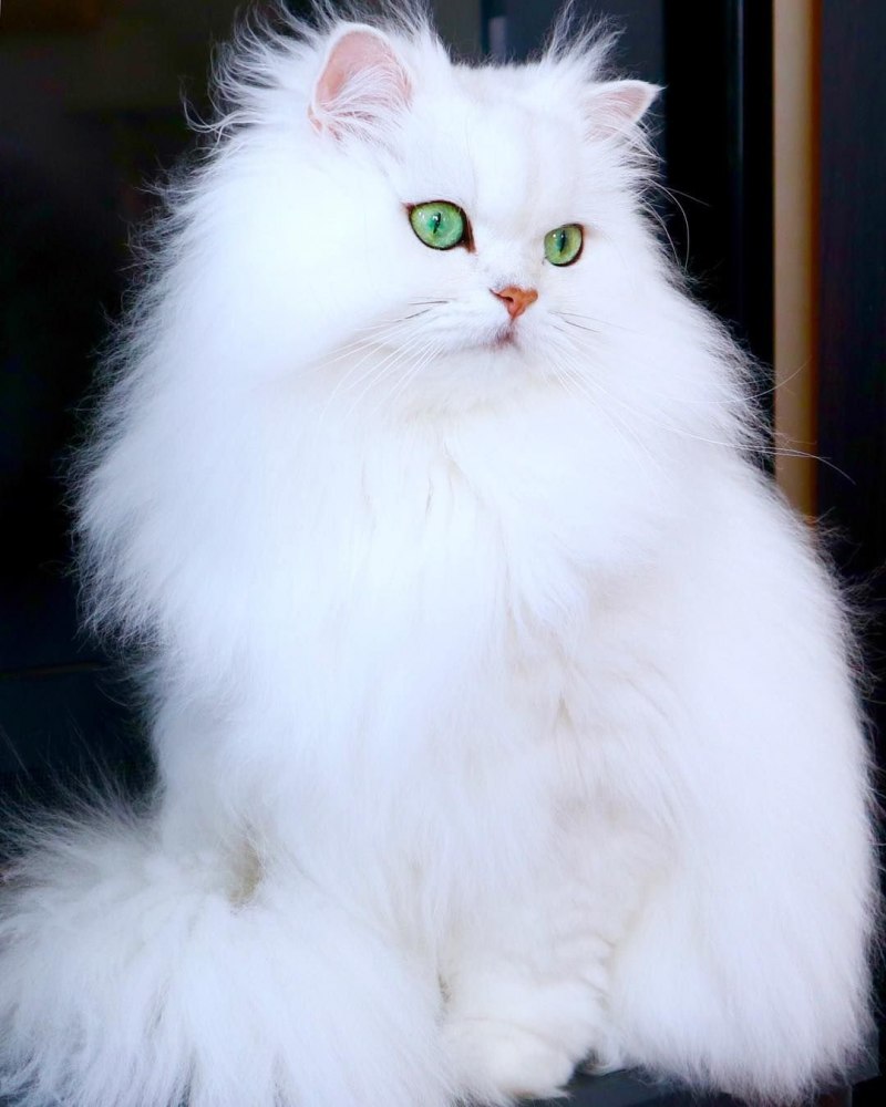 Персидская шиншилла экзот