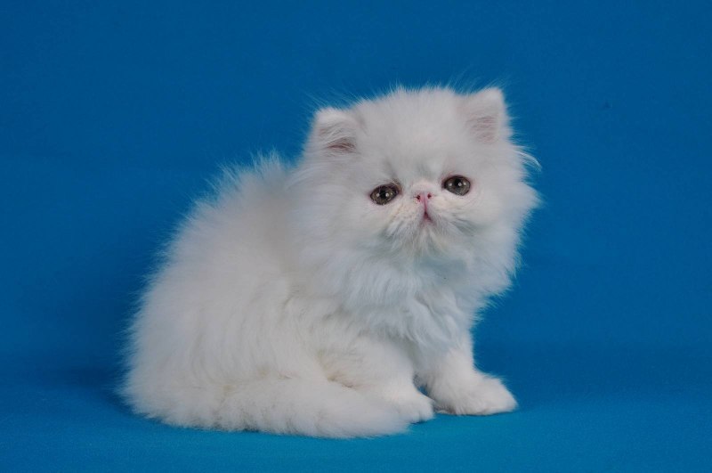 Персидская шиншилла
