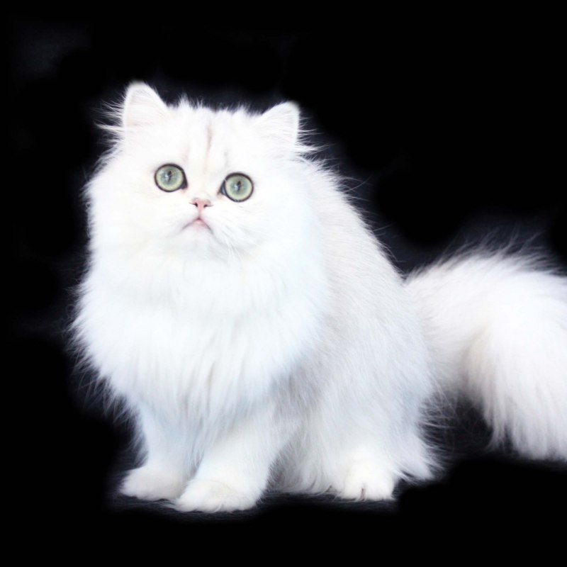 Персидская кошка белая