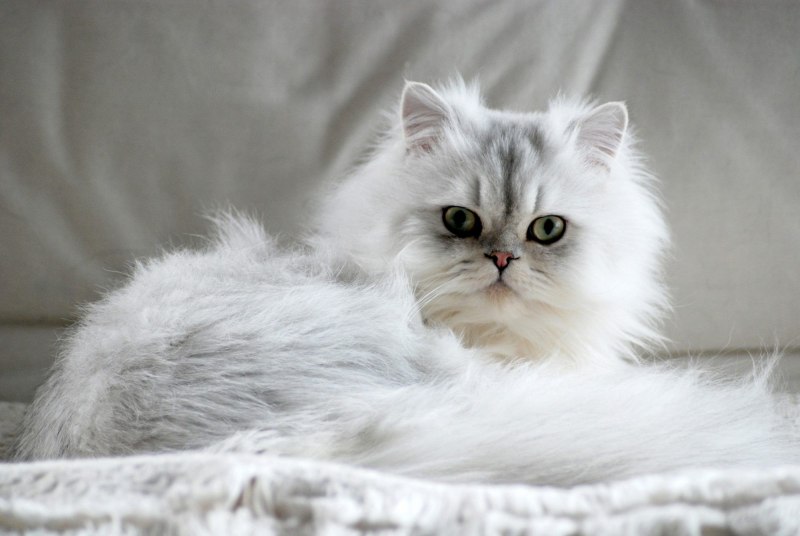 Персидская кошка пушистая