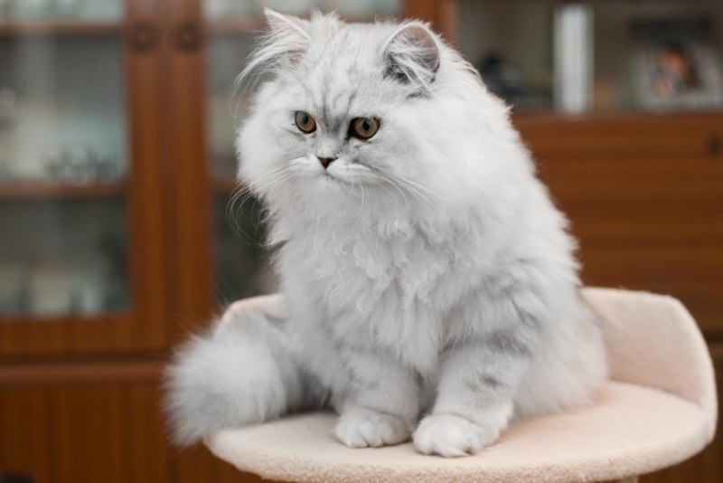 Сибирская ангорская кошка