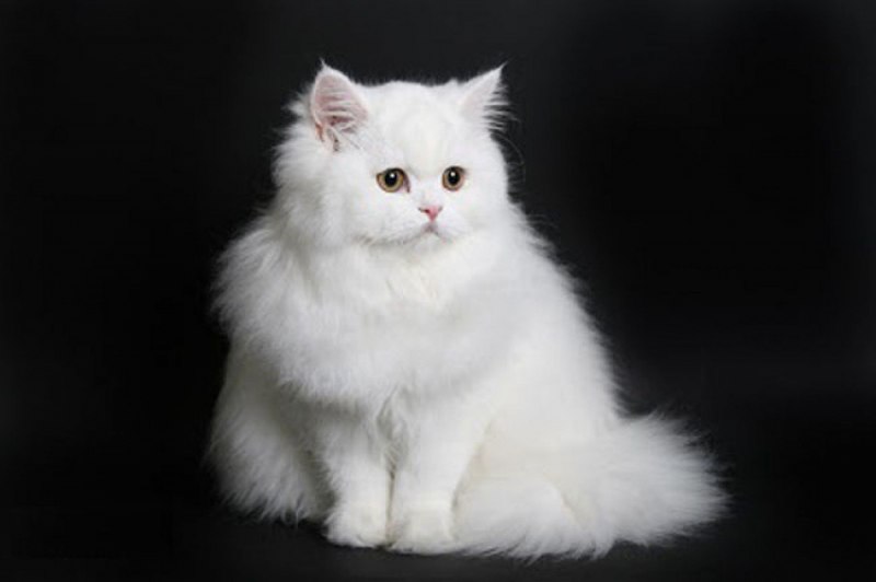 Персидская шиншилла рыжая